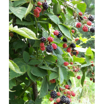 IQF Freezing Organic Blackberry Zl-032